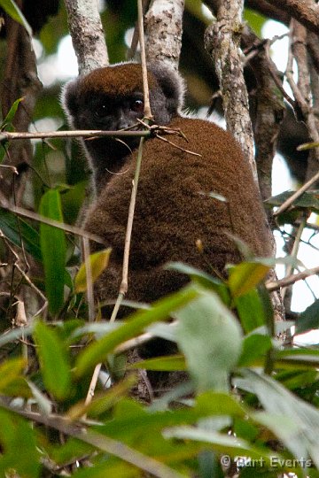 DSC_6889.jpg - Eastern Grey Bamboo Lemur