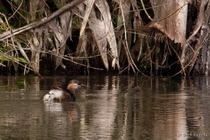 DSC_6893.jpg - Madagascar Grebe