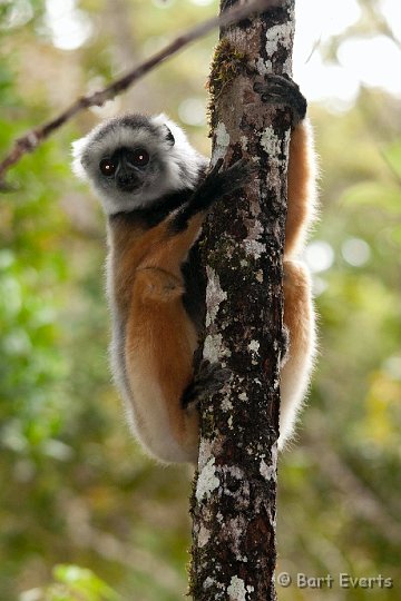 DSC_6907.jpg - Diademed Sifaka