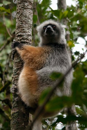 DSC_6911.jpg - Diademed Sifaka