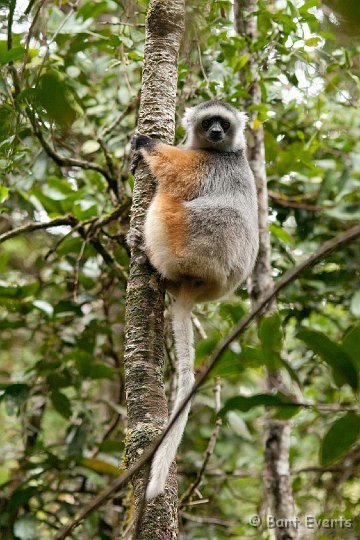 DSC_6913.jpg - Diademed Sifaka