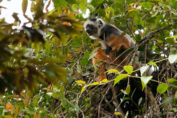 DSC_6917.jpg - Diademed Sifaka