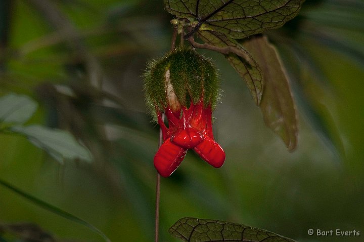 DSC_6923.jpg - Red Flower