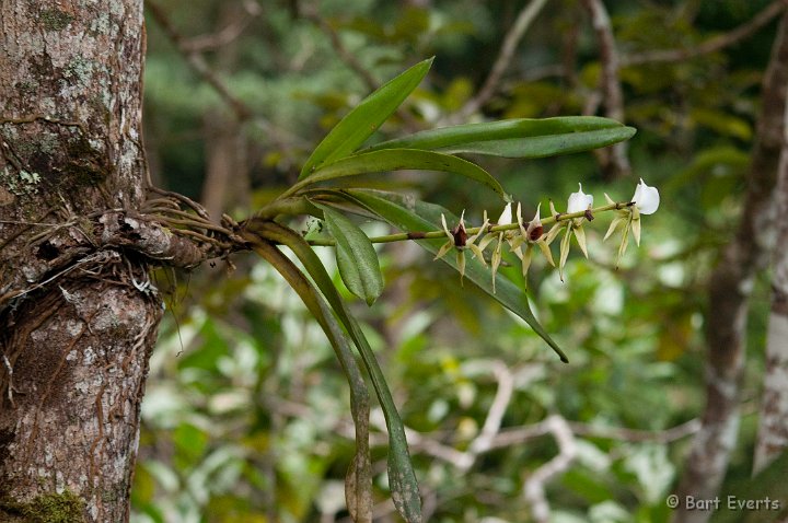 DSC_6925.jpg - Orchid