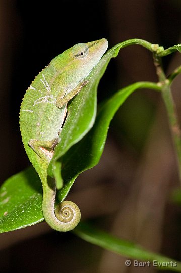 DSC_6931.jpg - Calumna gastrotaenia