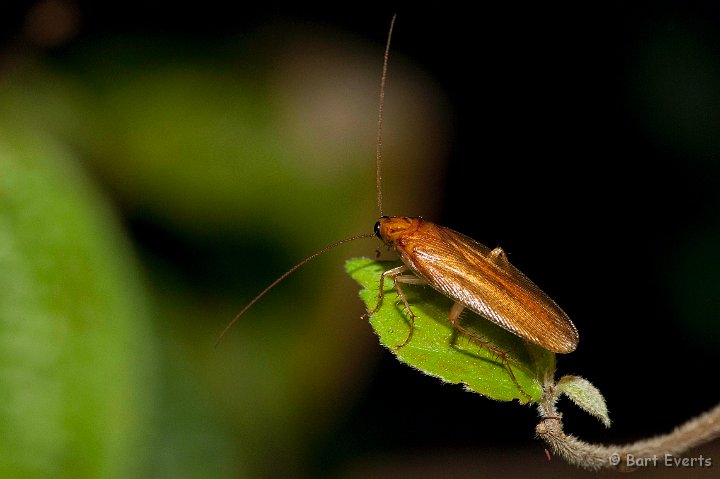 DSC_6933.jpg - Cockroach