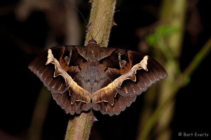 DSC_6934.jpg - Moth