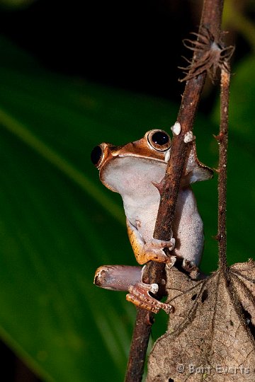 DSC_6935.jpg - Treefrog (Bovis Madagascariensis