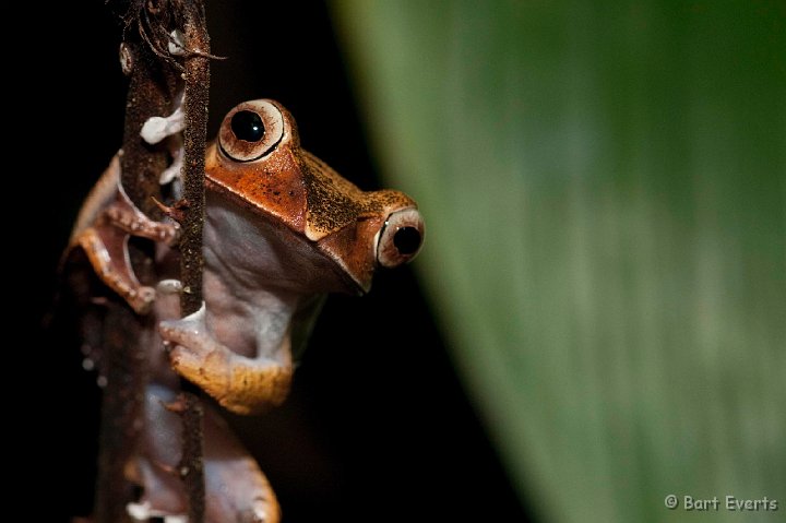 DSC_6938.jpg - Treefrog (Bovis Madagascariensis