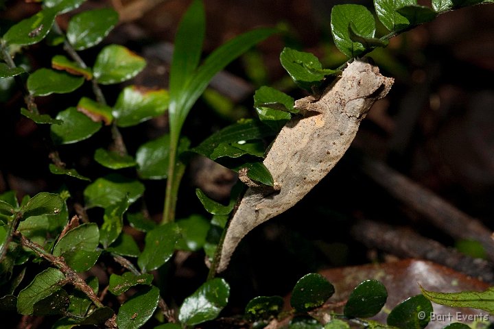 DSC_6941.jpg - Brookesia supercilaris