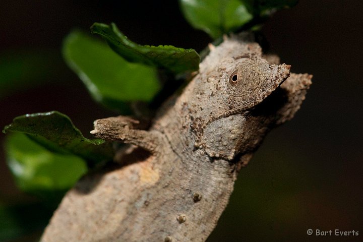 DSC_6942.jpg - Brookesia supercilaris