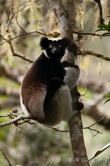 DSC_6960.jpg - Indri