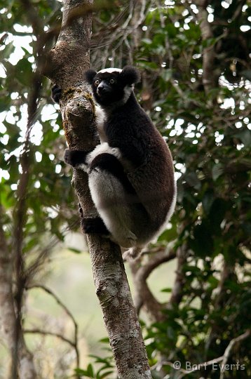 DSC_6965.jpg - Indri