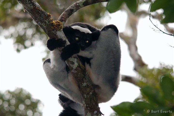 DSC_6977.jpg - Indri