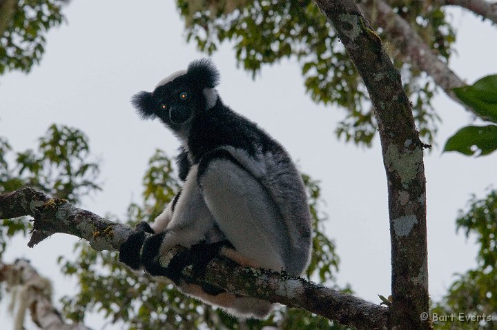 DSC_6980.jpg - Indri