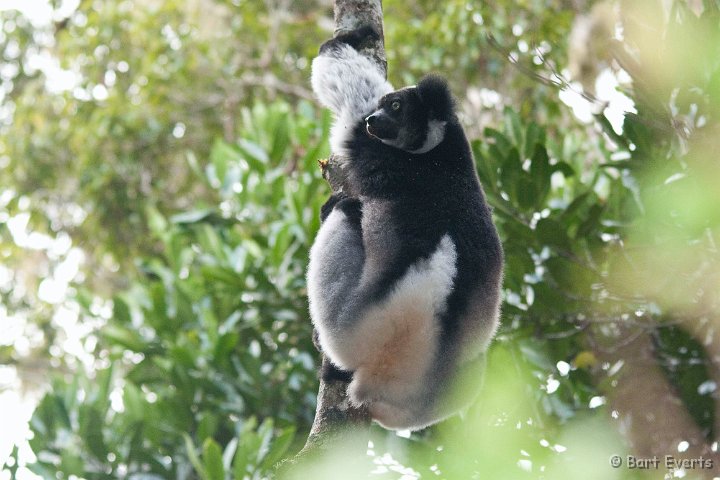 DSC_6982.jpg - Indri