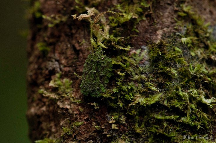 DSC_6999.jpg - Well camouflaged bug