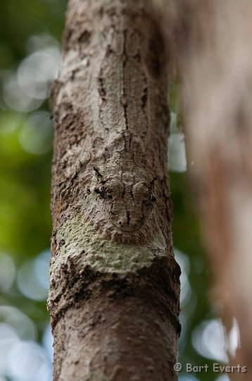 DSC_7001.jpg - Leaftailed gecko with astonishing camouflage
