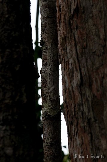 DSC_7002.jpg - Leaftailed gecko with astonishing camouflage