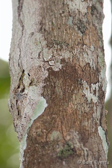 DSC_7005.jpg - Leaftailed gecko with astonishing camouflage
