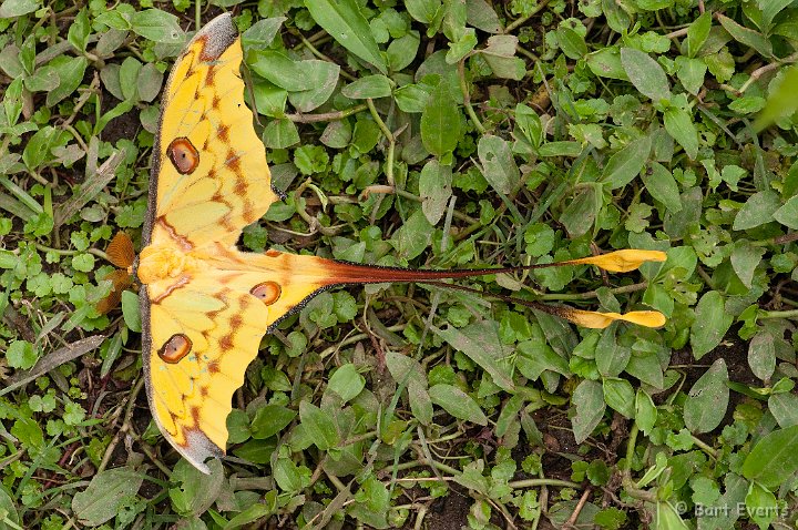 DSC_6550.jpg - Comet Moth