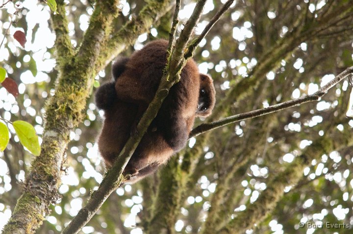 DSC_6554.jpg - Common Brown Lemur