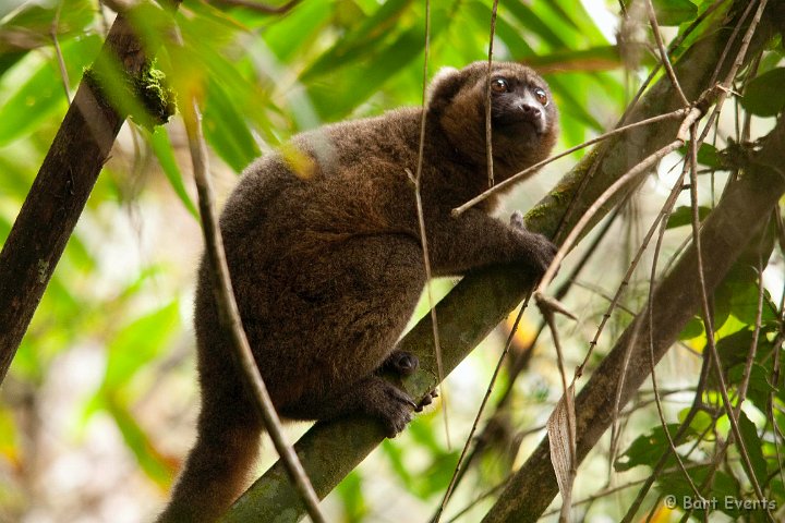DSC_6563.jpg - Golden Bamboo Lemur