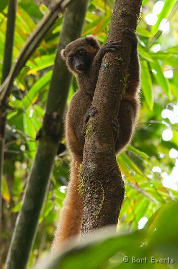 DSC_6565.jpg - Golden Bamboo Lemur