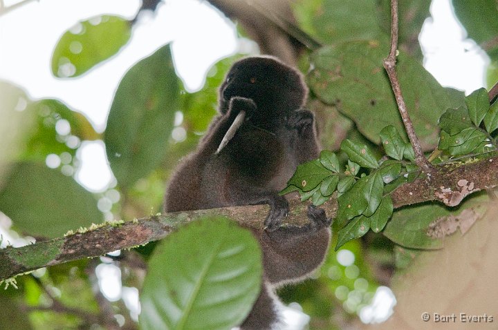 DSC_6583.jpg - Eastern Gery Bamboo Lemur