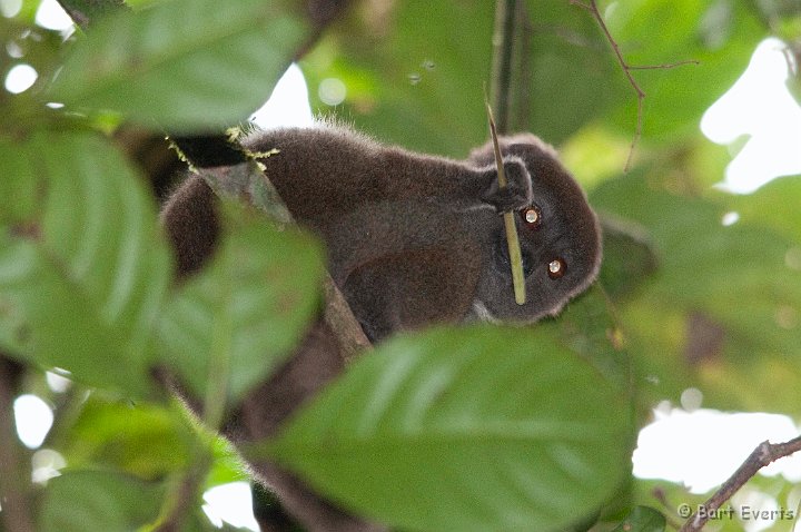 DSC_6586.jpg - Eastern Grey Bamboo Lemur