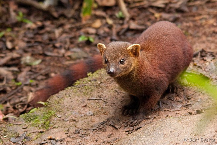 DSC_6590.jpg - Ringtailed Mongoose