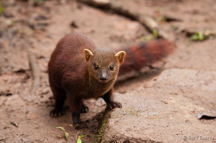 DSC_6595.jpg - Ringtailed Mongoose