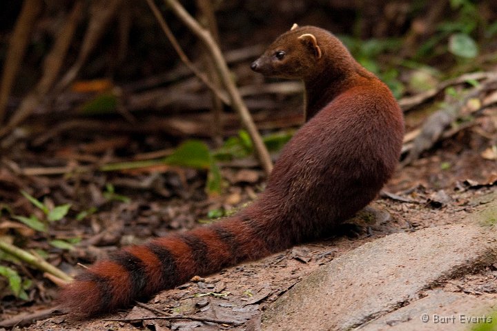 DSC_6598.jpg - Ringtailed Mongoose