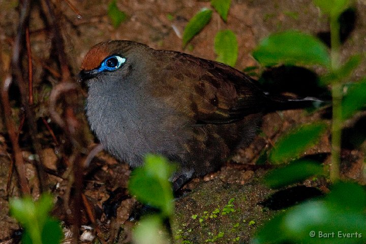 DSC_6604.jpg - Redfronted Coua