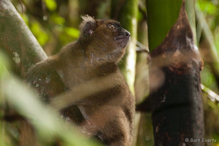 DSC_6620.jpg - Greater Bamboo Lemur