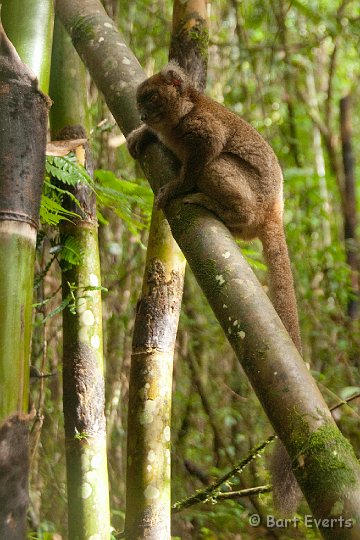 DSC_6621.jpg - Greater Bamboo Lemur