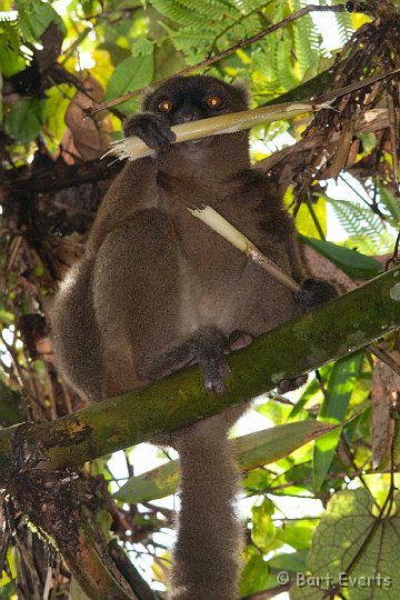 DSC_6623.jpg - Greater Bamboo Lemur