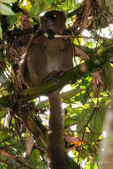 DSC_6626.jpg - Greater Bamboo Lemur