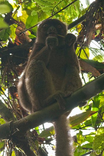 DSC_6630.jpg - Greater Bamboo Lemur
