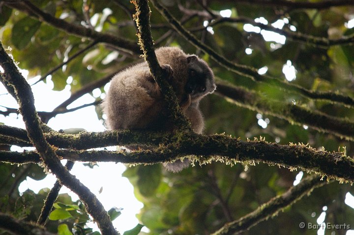 DSC_6632.jpg - Red fronted Brown Lemur