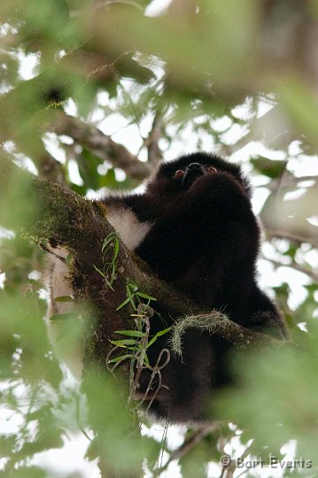 DSC_6637.jpg - Milne-Edwards Sifaka