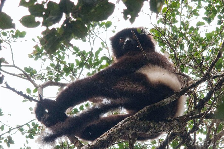 DSC_6643.jpg - Milne-Edwards Sifaka