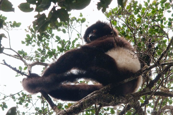 DSC_6648.jpg - Milne-Edwards Sifaka