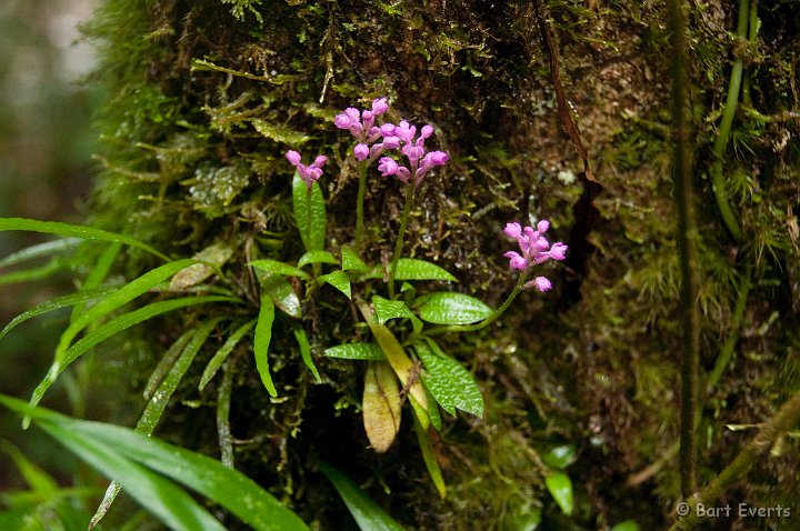 DSC_6657.jpg - Little Orchid