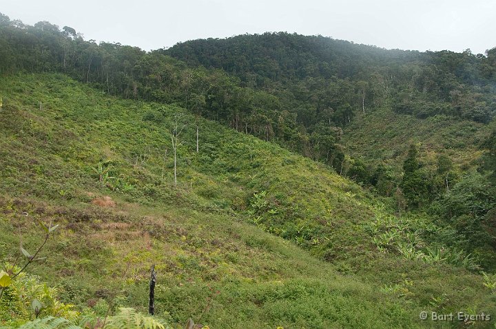 DSC_6660.jpg - the border of the park: the immediate end of the rainforest