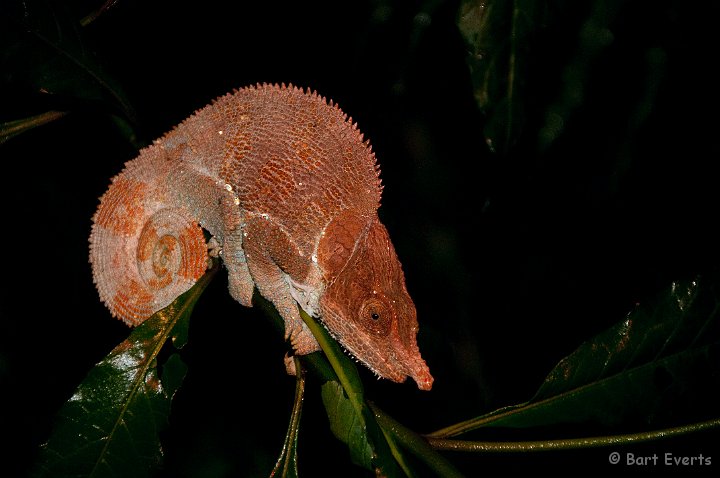 DSC_6665.jpg - Calumna brevicornis