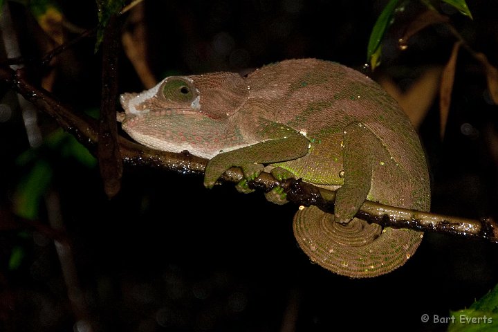 DSC_6669.jpg - Calumna brevicornis