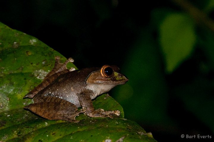 DSC_6670.jpg - Treefrog (Anodontila moramora)