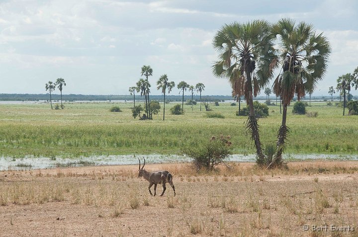 DSC_2720.jpg - Waterbuck