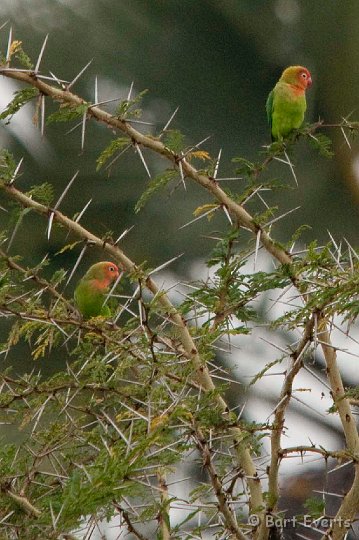 DSC_2763.jpg - Lillian's Lovebirds